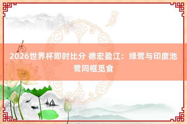 2026世界杯即时比分 德宏盈江:绿鹭与印度池鹭同框觅食