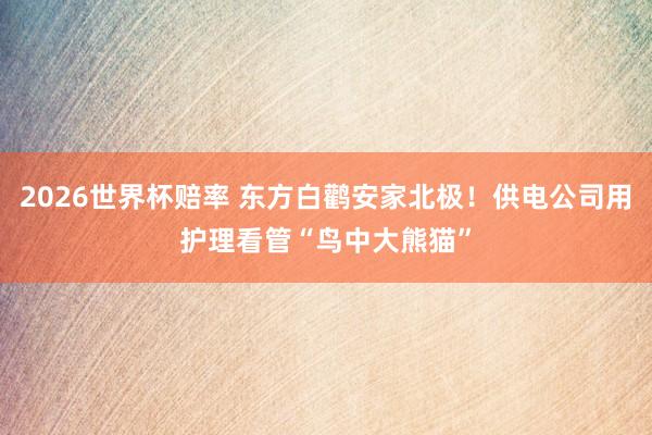 2026世界杯赔率 东方白鹳安家北极！供电公司用护理看管“鸟中大熊猫”